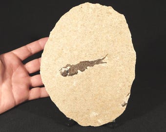 本物のナイティア魚類化石：ワイオミング州グリーンリバー層 - Etsy 日本