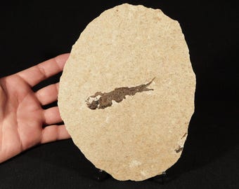 ワイオミング州グリーンリバー層（米国）産のナイティア化石、始新世