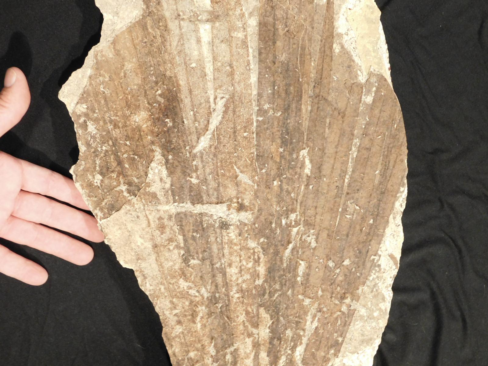 巨大！5000万年前！ヤシの葉の化石 ワイオミング州産 100%天然 5865g