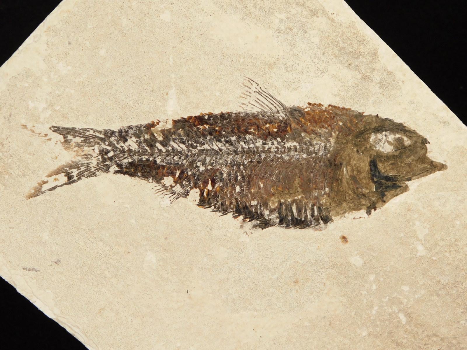 スケール！5000万年前のナイティア魚の化石（スタンド付き