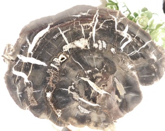 BIG! Polished Petrified Wood Fossil Slab Circle CLIFFS Utah 2828gr