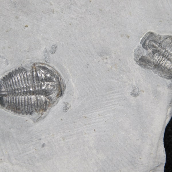 TWO! 509 Million YEAR Old Elrathia Trilobite Fossils From Utah 114gr *A