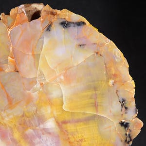 May include: Close-up of a polished, cross-section of petrified wood. The surface displays a mosaic of colors, including yellow, orange, and white, with dark black accents. The natural stone has a smooth, glossy finish, showcasing the intricate patterns of the wood grain.