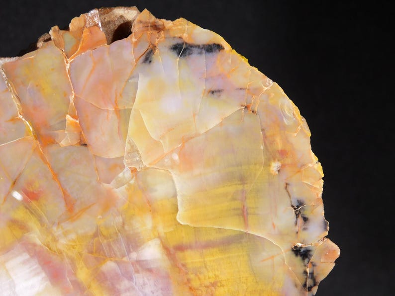 May include: Close-up of a polished, cross-section of petrified wood. The surface displays a mosaic of colors, including yellow, orange, and white, with dark black accents. The natural stone has a smooth, glossy finish, showcasing the intricate patterns of the wood grain.
