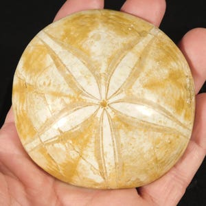 Big! Polished 150 Million Year Old! SAND DOLLAR Fossil Madagascar 189gr