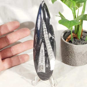 May include: A polished, elongated fossil with a black and white pattern, displayed on a clear stand. The fossil's design features intricate, layered white lines against a dark background. A small potted plant is visible in the background.