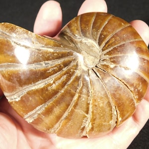 Big Very Rare! 100% Natural Polished Cretaceous Era NAUTILUS Fossil 488gr