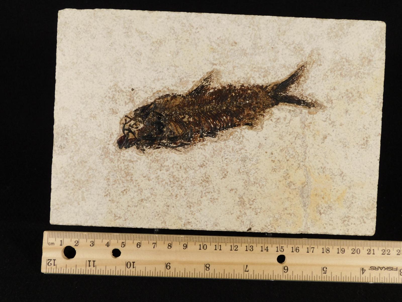 大型化！5000万年前のナイティア魚の化石 ワイオミング州産 785グラム