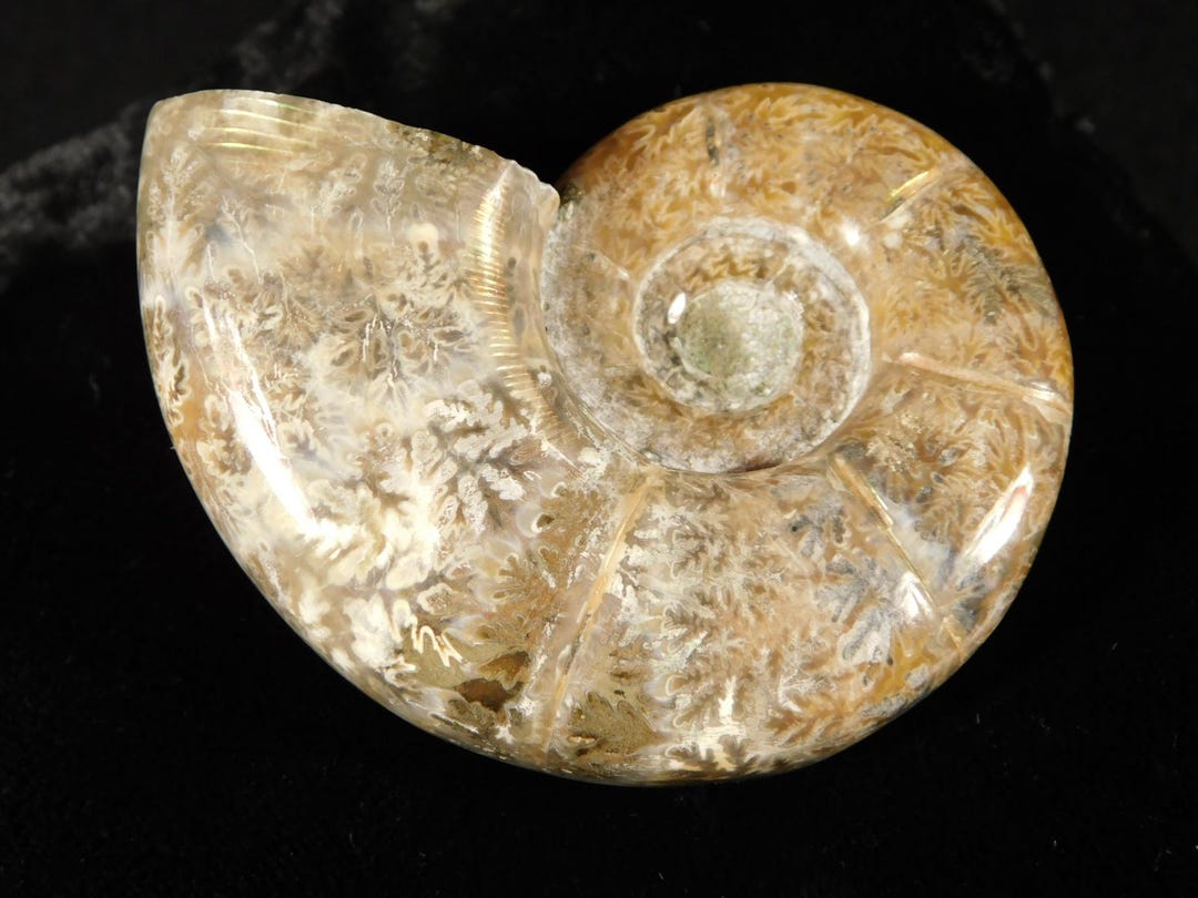 大型で希少！未分類の研磨済みアンモナイト化石（マダガスカル産）103