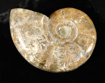 大型で希少！未分類の研磨済みアンモナイト化石（マダガスカル産）103