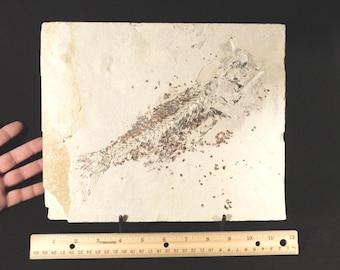 BIG! 100% Natural Mioplosus FISH Fossil with SCALES Wyoming 2424gr