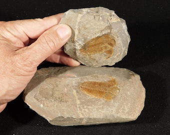 巨大なモロッコの三葉虫の化石、パラドキシダエ（マトリックス