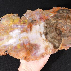 May include: A polished, irregularly shaped slab of petrified wood. The stone features concentric rings in shades of brown, white, yellow, and orange. The wood grain is visible, showcasing the natural patterns.