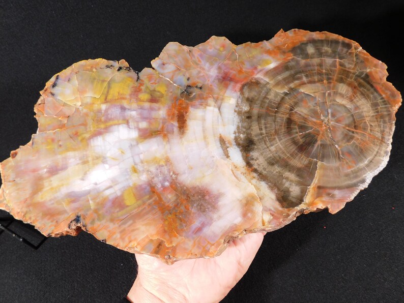 May include: A polished, irregularly shaped slab of petrified wood. The stone features concentric rings in shades of brown, white, yellow, and orange. The wood grain is visible, showcasing the natural patterns.