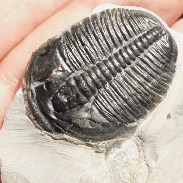 509 Million YEAR Old! Elrathia Trilobite Fossil From Cambrian Utah 117gr *C