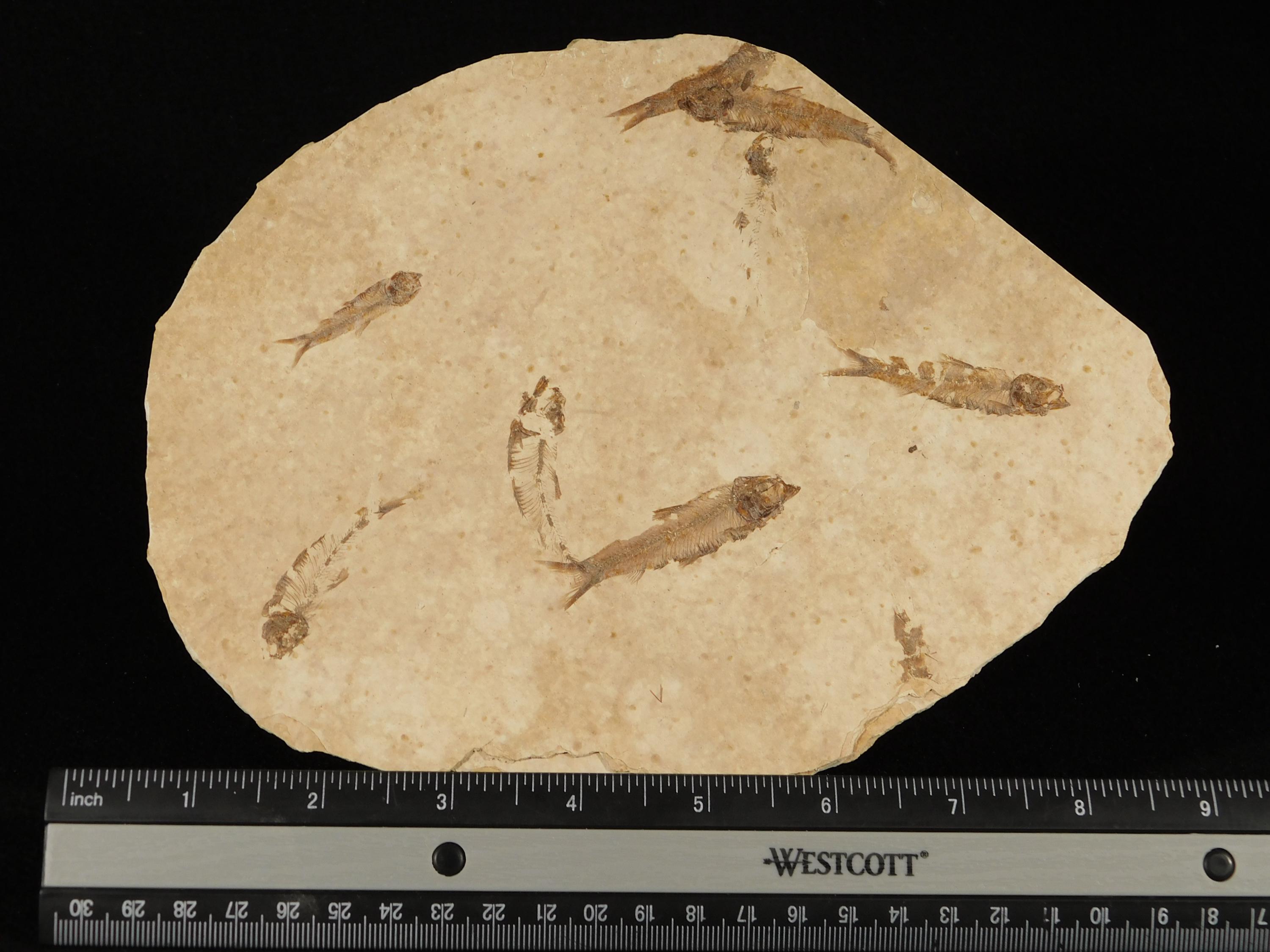 ロックアクアリウムセブン！5000万年前のナイティア魚の化石