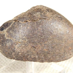¡Más grande! Meteorito de piedra N.W.A. orientado con corteza de fusión oscura. Cayó en Libia. 229 g.