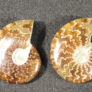 TWO Small Highly Polished! Sutured AMMONITE Fossils Mahajanga Madagascar 5.25