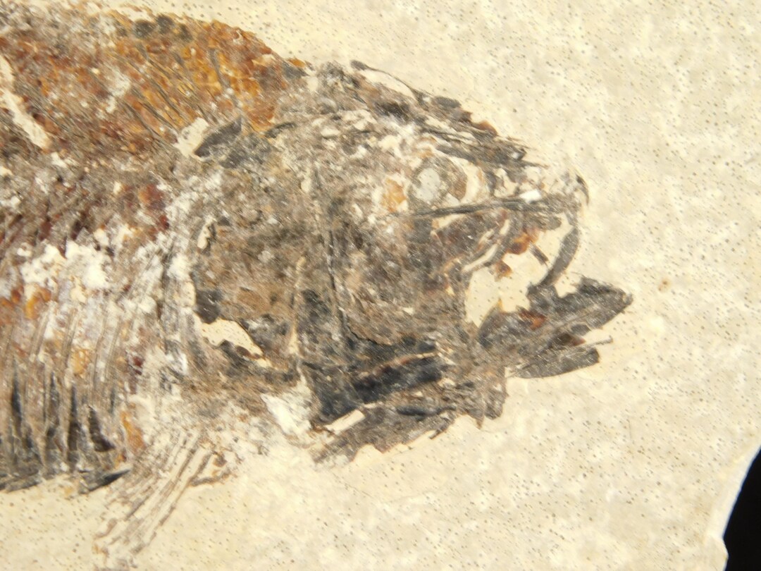 SCALES! 50 Million Year Old Knightia FISH Fossil From Fossil LAKE ...