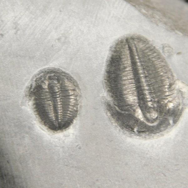 TWO! 509 Million YEAR Old Elrathia Trilobite Fossils From Utah 113gr *A