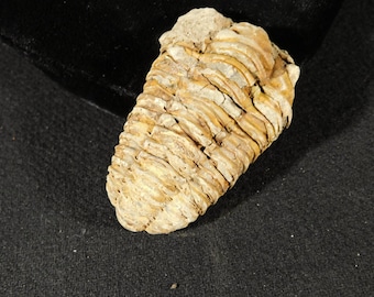 巨大！4億6000万年前！フレキシカリメネ三葉虫化石（モロッコ産、76.8