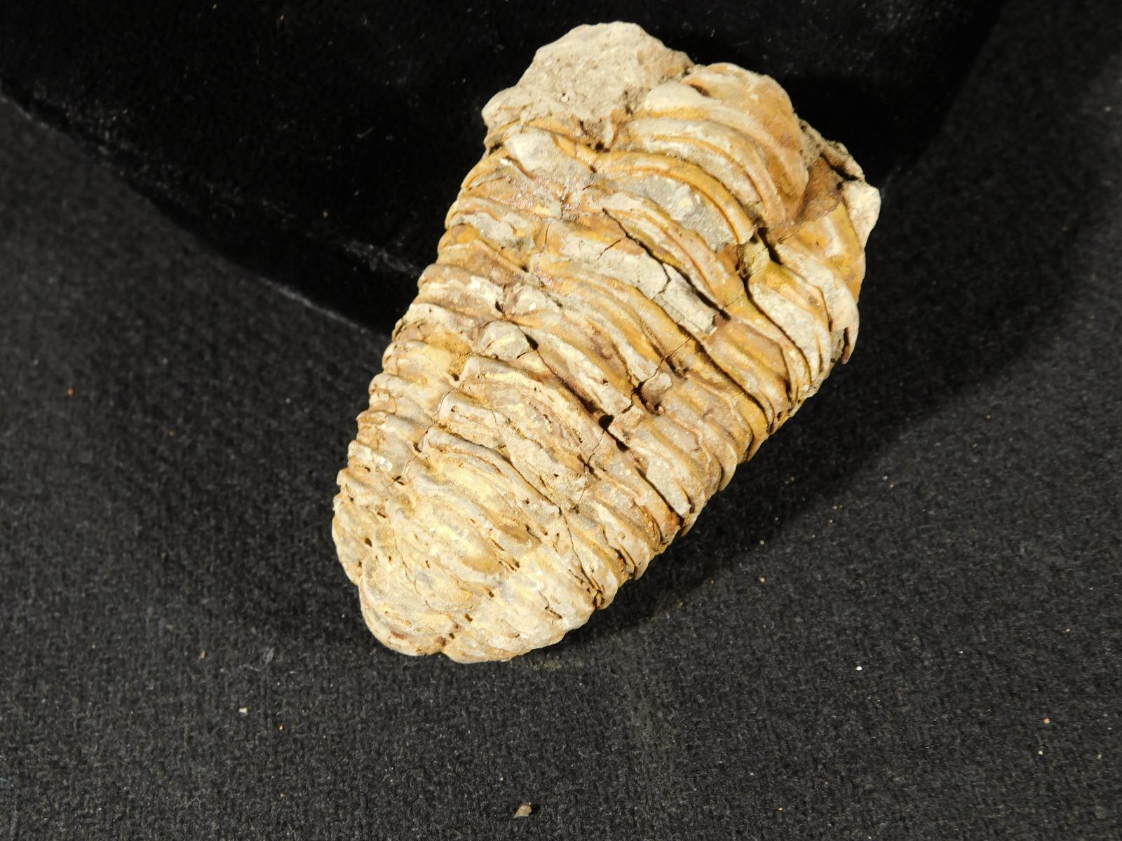 巨大！4億6000万年前！フレキシカリメネ三葉虫化石（モロッコ産、76.8