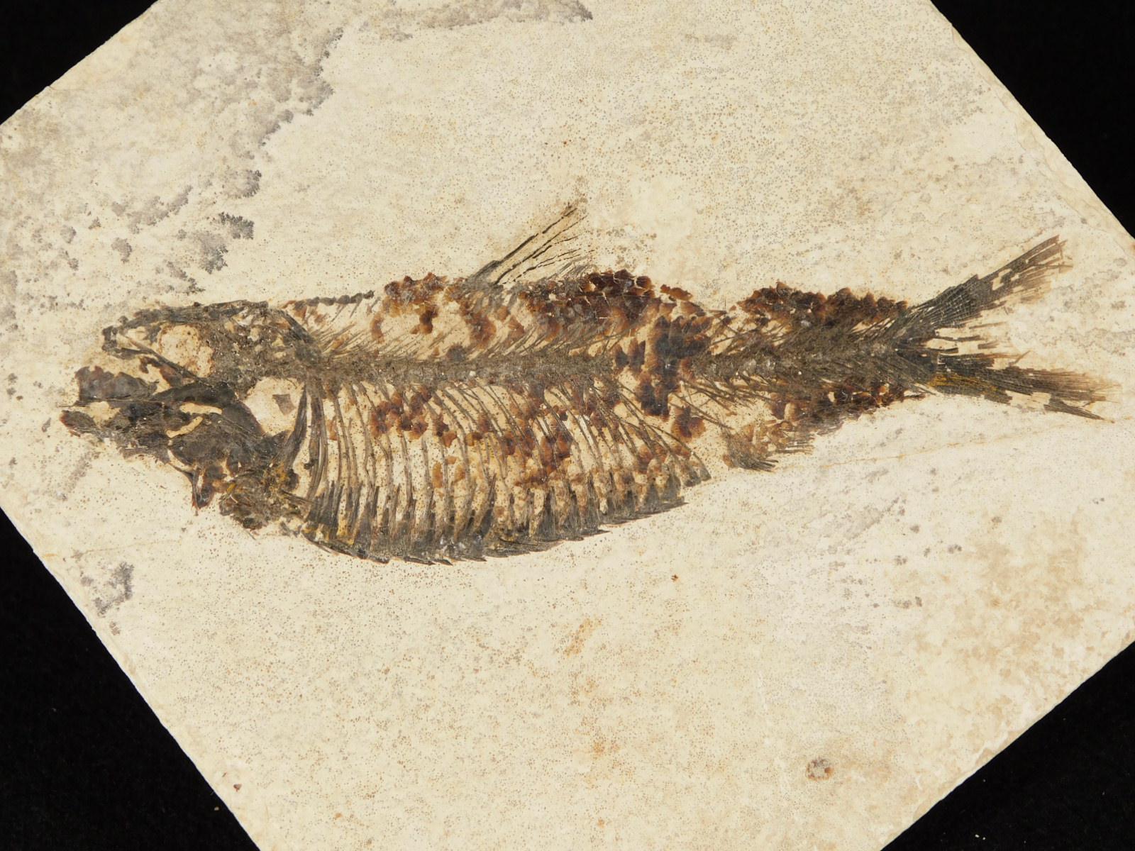 ヴィンテージ アメリカ 魚の化石 標本 ケース入り 化石魚類 古代魚