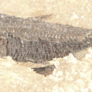 Knightia Eocaena FISH Fossil Green River Formation Wyoming - Etsy