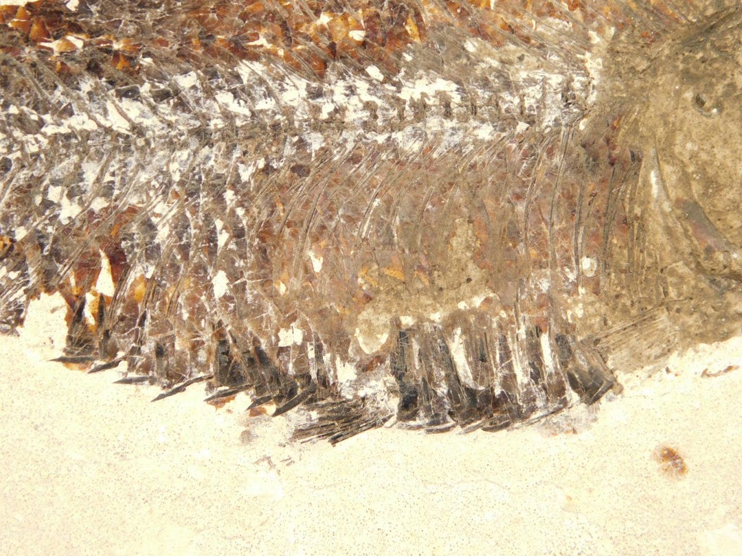 スケール！5000万年前のナイティア魚の化石（スタンド付き