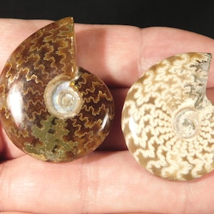 TWO Highly Polished! Sutured AMMONITE Fossils Mahajanga Madagascar 5.28