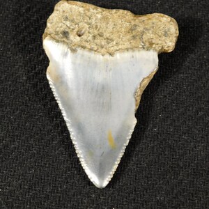 Nice ANCESTRAL Great WHITE Shark Tooth Fossil SERRATED 14.8gr - Etsy
