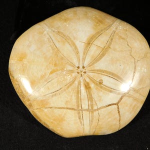 Big! Polished 150 Million Year Old! SAND DOLLAR Fossil Madagascar 206gr