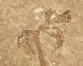 50 Million Year OLD! PALM or Cycad FLOWER or Bloom Fossil Wyoming 203gr