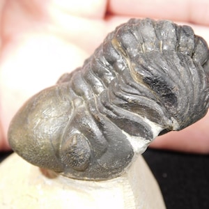 May include: A fossilized trilobite, a marine arthropod from the Paleozoic era, is displayed. The specimen has a dark gray, segmented body with a rounded head and a textured surface. The fossil rests on a light-colored, irregular base.