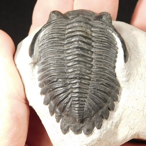 Big! Hollardops TRILOBITE Fossil Nice and 100% Natural Morocco 300gr
