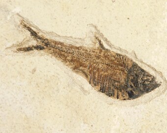 ビッグ！100%天然ディプロミスタス魚化石（両面にマトリックス付き