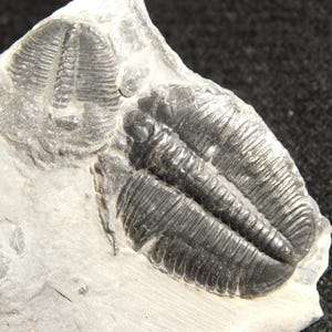 三葉虫　化石　カンブリア紀　約5億年前 5億年前！カンブリア紀ユタ州産エルラシア三葉虫化石 5.41 - Etsy 日本
