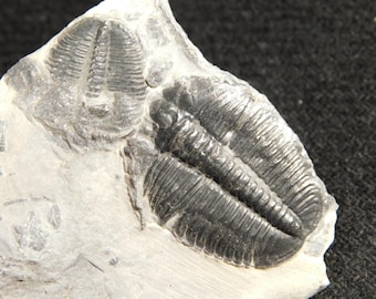 5億900万年前！カンブリア紀ユタ州産エルラシア三葉虫化石 144グラム