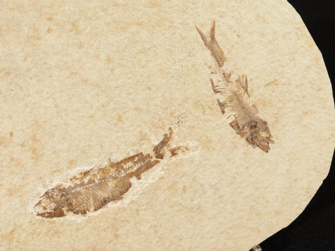 2つ！5000万年前のナイティア稚魚の化石（ワイオミング州産）320グラム