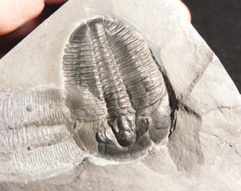 三葉虫　化石　Anomocarella アノマロカリスの噛み跡が残る三葉虫の化石！カンブリア紀ユタ州産