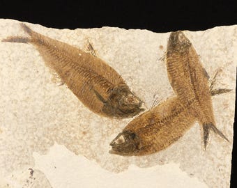 ビッグ！100%天然ディプロミスタス魚化石（両面にマトリックス付き