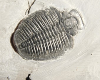5億900万年前！カンブリア紀ユタ州産エルラシア三葉虫化石 144グラム
