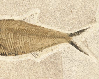 ビッグ！100%天然ディプロミスタス魚化石（両面にマトリックス付き