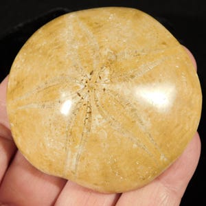 Polished 150 Million Year Old! SAND DOLLAR Fossil Madagascar 97.0gr