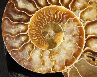 アンモナイトの化石 希少 白リブ付き Aulacosphinctoides Sakaraha