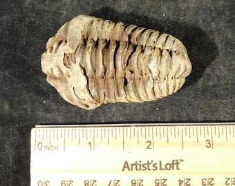 巨大なモロッコの三葉虫の化石、パラドキシダエ（マトリックス