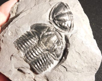 アノマロカリスの噛み跡が残る三葉虫の化石！カンブリア紀ユタ州産