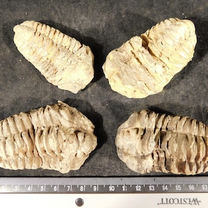 Puede incluir: Cuatro especímenes fosilizados de trilobites, que muestran un color marrón claro y cuerpos segmentados. Los fósiles están dispuestos sobre una superficie oscura, con una regla que proporciona escala. Estos antiguos artrópodos son un testimonio de la vida prehistórica.