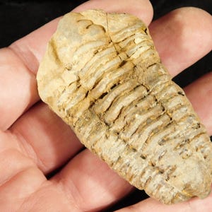Puede incluir: Un trilobites fosilizado, un artrópodo marino prehistórico, se sostiene en una mano. El fósil es de color marrón claro con secciones corporales segmentadas y una cabeza y cola distintas. La textura del fósil parece áspera y desgastada.