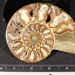 Puede incluir: Un f&oacute;sil de amonita pulido que presenta una concha en espiral con c&aacute;maras marrones y bronceadas llenas de estructuras cristalinas blancas. Una regla negra colocada en la parte inferior muestra que el f&oacute;sil mide unos 12,7 cm de ancho.